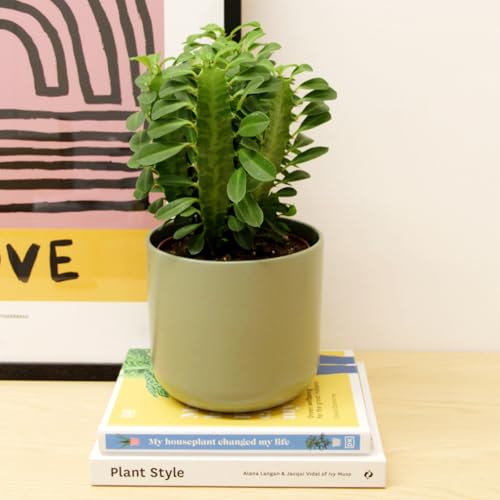 Carbeth Plants - 1 x Euphorbia trigona Cactus Real African Milk Tree in 12cm Pot - Easy to Care for Large Cacti Houseplant - Tall Live Indoor Succulent Ideal for Home and Office