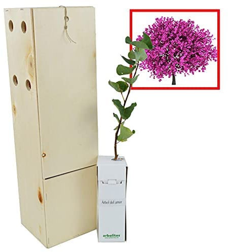 FINCA CASAREJO Jupiter Tree - Baum der Liebe - Frühlingsblüte - 30 cm junger Trieb in einer wiederverwendbaren Holzkiste - 1 Stück