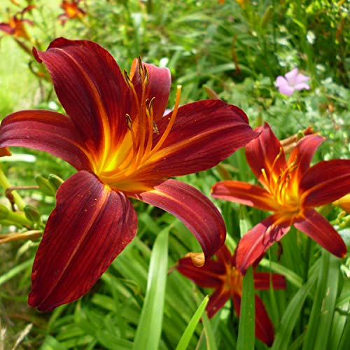 6 x Lis d'Sammy Russell' - Hemerocallis 'Sammy Russell' - Godet 9x9cm