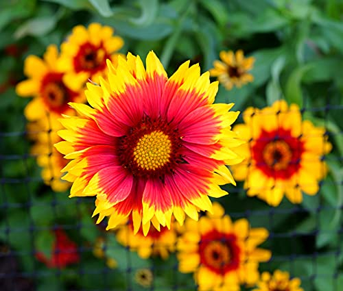 Prärie-Kokardenblume Granada - Gaillardia aristata - 25 Samen