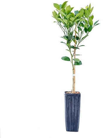 LIMONERO Natural Árbol Frutal de Fácil Mantenimiento para Exteriores