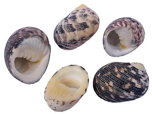 COYOUCO Coquilles de Crabe ermite Hermit Crab fournit des coquilles de Croissance Naturelle pour la variété de Crabe ermite Turbo Seashells Conque de mer DIY Fish Tank Décoration,B
