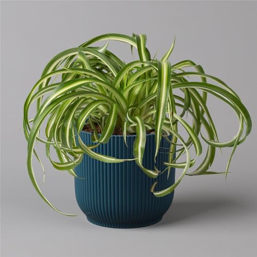 Grünlilie 'Bonnie' mit Übertopf Vibes blau, Topf-Ø 12 cm, Höhe ca. 25 cm