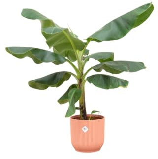 Pianta di banano (Musa) compresa Vibes Fold Round rosa - 90-100cm - Ø22cm - Pianta d'appartamento - Set completo - Pianta con vaso