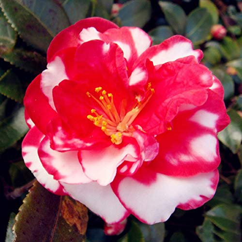 Camellia Japonica Japanische Kamelie, Teeblume, Rose, Wintermischung, 10 Samen