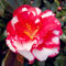 Camellia Japonica Japanische Kamelie, Teeblume, Rose, Wintermischung, 10 Samen