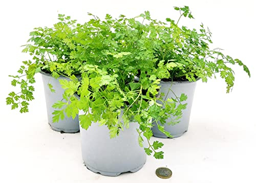 POWERS TO FLOWERS - ANTHRISCUS CEREFOLIUM BIO, CERFOGLIO, 3 PIANTE, VASO 14CM, piante vere