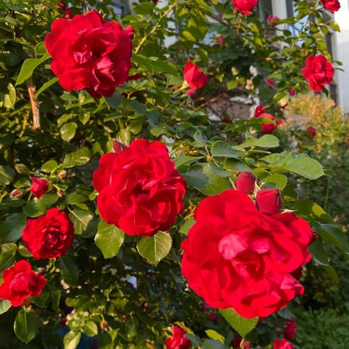 semillas de Rosales trepadores - rosa trepadora de interior verano decorativa semillas silvestres jardín Balcón parterre decoración 500pcs