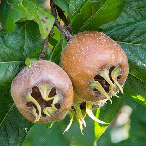 Mespilus germanica 'Nottingham' | Medlar Nottingham | 4-5ft