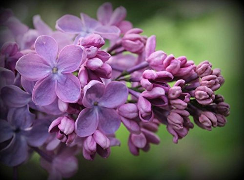 Paquet de graines de lilas japonais blanc (extrêmement parfumées) Graines de fleurs d'œillet pour la maison et le jardin Paquet de 100 graines