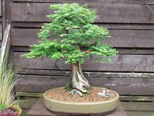 100 grani di séquoia chinois Metasequoia glyptostroboides Bonsai USA - BKSeeds