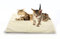 HK Online Self Heating PET BED -Warming Puppy & Cat Bed, Anti Slip Backing, Thermal Insulation, Take Anywhere