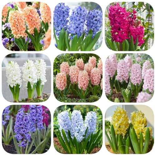2bulbos de jacintos perennes resistentes - que ecen en primavera, rara de jacinto eciente perenne, jardín de regalos resistentes