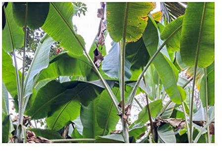 Pcs - 10x Musa (Bananier) Sp. Jamesonii Melon-Banane Jardin Plantes - Graines ID515 - Seeds & Plants Shop by Ipsa