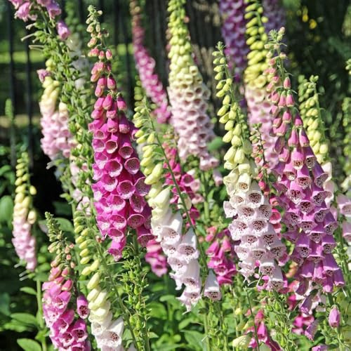 Foxglove Excelsior Hybrids - Tall Spiked Cottage Garden Flowers 1 Litre Pot x 1 by Thompson & Morgan