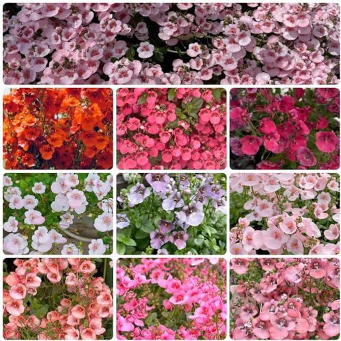 semi di sperone elfico - balcone resistenti esterno perenni giardino 450pcs