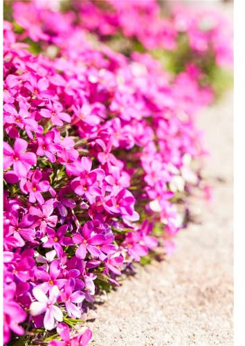 Phlox douglasii 'Red Admiral' - Garten-Teppich-Flammenblume 'Red Admiral' - 9cm Topf