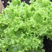 Semi Indivia Verde arricciato Ruffec Giardino Camere non OGM Tasty Cuore Festive foglie bianche (150)