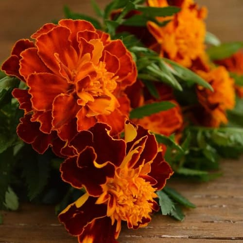 semi di calendula biologici per aiuola di calendula biologici resistenti decorativi resistenti al balcone rare, decorazione 300pcs