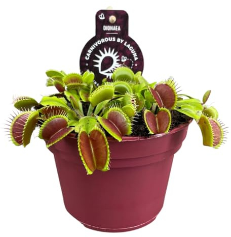 My Green Help - 1x Dionaea Muscipula (Vaso Ø12cm, H +-12cm) Venere acchiappamosche - Pianta carnivora da interno - Trappole dentate che si chiudono rapidamente al contatto.