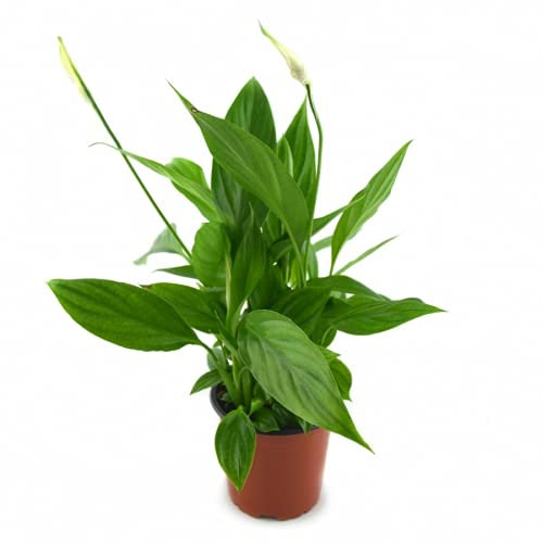 Espatifilo, Lirio de la Paz o Spathiphyllum Planta Purificadora del Aire de Interior con Flor de Color Blanco
