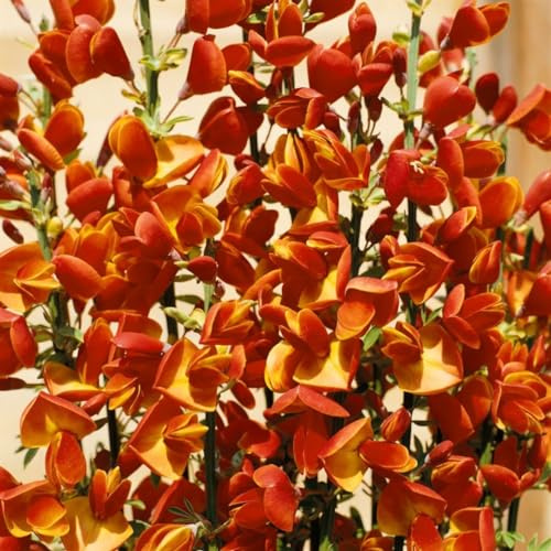 Cytisus scoparius 'Lena' 40–60 cm – Winterhart, Mehrjährig, Pflegeleicht – Besenginster – Zierstrauch für Garten & Beet