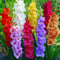 Haloppe 300 Pz Gladiolo Fiori Piante Semi per la Piantagione del Giardino di Casa, Semi di Gladiolo di Colore Misto Bonsai Pianta Ornamentale Fiore Decorazione del Giardino Semi