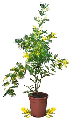 Meine Orangerie Wintermimose - gelbe Mimose - Mimosa 'Gaulois Astier' - Acacia dealbata - Silberakazie - Höhe ca 80-120 cm - wunderschöner gelber Akazienbaum