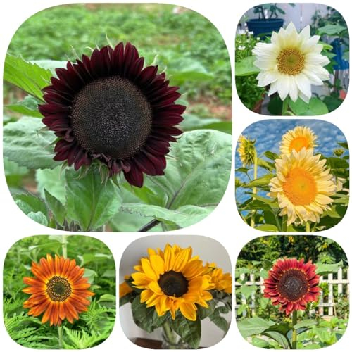50 pcs sonnenblumen samen bio - Helianthus annuus - blumenbeet, steingartenpflanzen winterhart sonnenblumensamen geschenk geschenk garten, samen balkon blumen balkon, bonsai samen