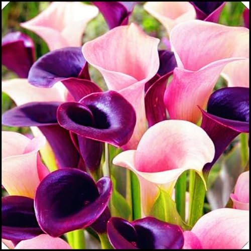 Calla Lily Bulbs,Calla Lily Plants Live(Ornamental Flowers,Garden Flowers,Hardy Perennial,Wedding Flowers,Plant Bulbs)-10bulbs-c