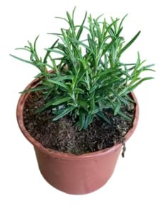 Arbusto de Romero Natural Planta Resistente y de Poco Riego