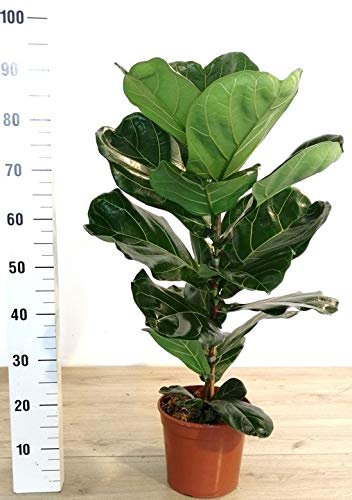 POWERS TO FLOWERS - FICUS LYRATA, pianta vera