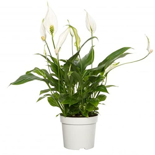 Lirio de la Paz Spathiphyllum DECOALIVE Planta Natural con Flores de Color Blanco