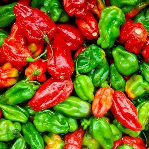 Pepper Joe’s Aji Dulce Pepper Seeds ­­­­­– Pack of 10+ Mild Sweet Chili Pepper Seeds – USA Grown ­– Premium Non-GMO Aji Dulce Seeds for Planting in Your Garden