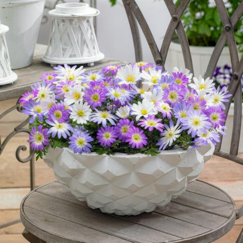 FLORIUM - Collezione Anemone Cipolle Blanda (50 piante), 5 varietà e colori, perenne e resistente all'inverno, miscela per pentole, giardino e aiuole (grandi tuberi, senza semi)