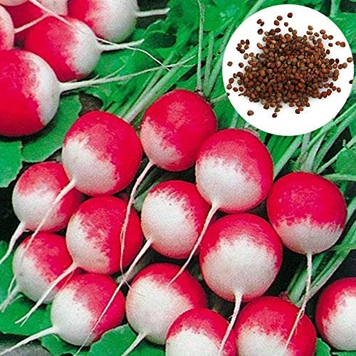 Benoon Semi Di Carota, 100 Pezzi/Borsa Semi Di Carota Richiesta Di Umidità Semi Di Carota Da Giardino A Crescita Rapida Per Giardino Semi di carota