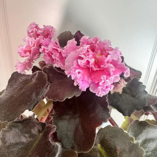 usambaraveilchen pflanze kaufen samen pflanzen winterhart draußen, samen alte sorten usambaraveilchen samen saatgut blumenbeet, blumen für balkon hochbeet samen, steingartenpflanzen 150pcs