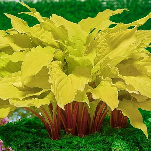Direct Gardening Lipstick Blonde Hosta Dormant Bare Root Starter Plant