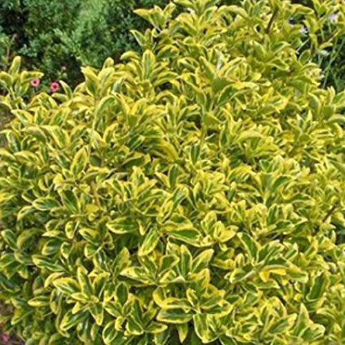 Euonymus Japonicus 'Aureomarginatus'- Fusain du Japon 'Aureomarginatus' 40-50 cm en conteneur