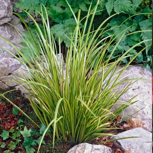 Bloomique - Acorus Ogon - Calamo Nano - Pianta da Stagno - Resistente al Freddo - Alta 10-20 cm - Vaso 9 cm