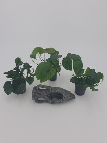 Wasserpflanzen Set 3 Anubias 1x Nana 1x bateri 1x coin leaf echte Auarienpflanzen mit schöner Amphore (Kunstharz) Deko Set Sahawa