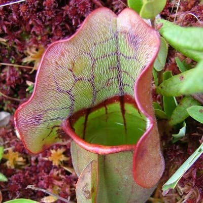 Kalash New 100 PC Nepenthes Graines de plantes pour jardin Mix Paint 4