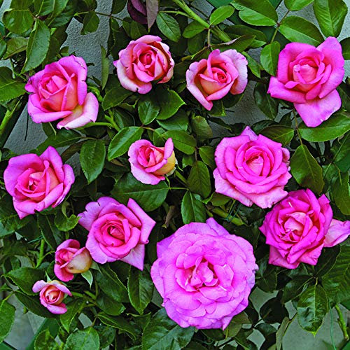 Clg. Parfum Royal®, rosa rampicante in vaso di Rose Barni®, pianta rampicante rifiorente a grandi fiori, h. raggiunta fino a 5 metri, pianta profumata e resistente alle malattie, Cod. 16052