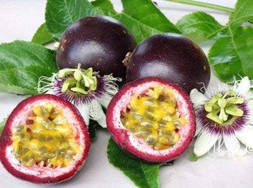 Grenadille c. Edulis violet graines de fruits de la passion grenadille COMESTIBLE 10 GRAINES