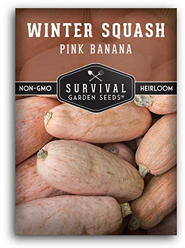 Pink Banana Winter Squash Seeds for Planting - Heirloom Non GMO Vegetable Seed - Extra Large, High Yield, Easy to Grow Unusual Variety - Survival Garden Seeds (1 Pack)