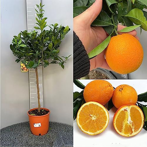 SAVINI VIVAI Planta de Naranjo, Árbol de Cítricos, Naranja Dulce con Pulpa Amarilla, Ombligo de Washington, en Maceta de 24 cm Altura 90-110 cm 3-4 Años de Injerto,