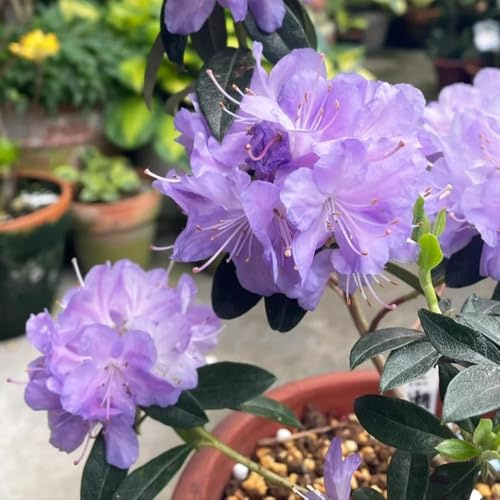 150 piezas semillas de rododendro - de herbáceas semillas del balcon decoracion jardín