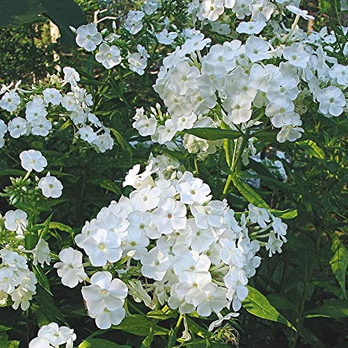 Phlox Paniculata – Bold Shaded Blooms – Perennial – Summer Flowering Bulb – for Your Beautiful Garden (1 x Phlox paniculata White)