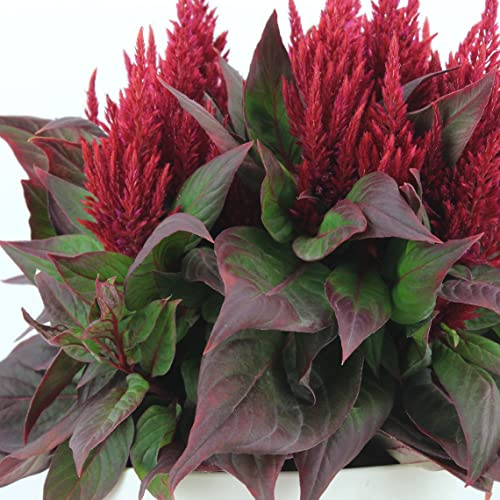 Celosía Planta Natural de Gran Tamaño - ¡Haz que tu Jardín se Destaque!