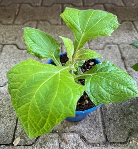 Yacon Pianta Erbacea Perenne Smallanthus Sanchifolius su Vaso cm 14
